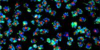 cells seen under a microscope